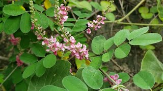 Indigofera the plant of the past [upl. by Atahs]