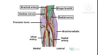 CUBITAL FOSSA ANATOMY NOTES UPPER LIMBIN TAMIL [upl. by Nesnej]