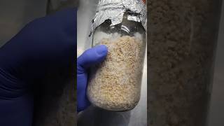 How to Make a Grain Spawn Master Jar for Mushroom Cultivation🍄mushroom farmer fungi mycology [upl. by Elyk998]