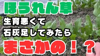 【ほうれん草】弱酸性だったので途中で石灰足してみたらどうなるの？ [upl. by Aros]