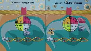 Cell cycle inhibitors  CDK46 inhibitors [upl. by Drawe]