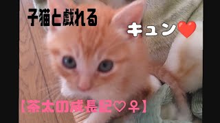 子猫と戯れる子育て終わって猫育てる40代主婦。cat 子猫茶太 [upl. by Kling]