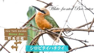 野鳥図鑑【Bronx Zoo】 Whitefronted Beeeater シロビタイハチクイ [upl. by Blasius482]