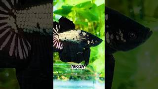 Black Dragon samurai betta fypシ゚viral fish bettalover aquarium nishelaperera1409 [upl. by Zorah]