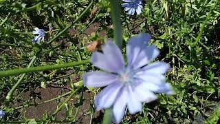 FLOR de ACHICORIA comestible [upl. by Manthei716]