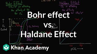 Bohr effect vs Haldane effect  Human anatomy and physiology  Health amp Medicine  Khan Academy [upl. by Neumeyer433]