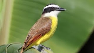 SurinameGreat kiskadee [upl. by Purity]