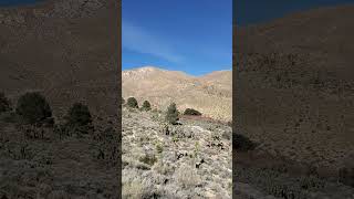 Grapevine Canyon Owens Peak Pinus sabiniana hiking sierranevada ridgecrest nature [upl. by Rachaba]