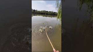 Stick It to the Fish A Unique Catching Technique 🐬 viral trending fish [upl. by Putnam944]