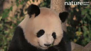 Giant panda Ailuropoda melanoleuca female Huan Huan eating bamboo Zoo Parc de Beauval France [upl. by Fenn]