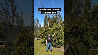 Dendrocalamus Giganteus “Dragon Bamboo” 🐉🎋❤️ bamboo dendrocalamus giganteus gardening eatable [upl. by Zaller]