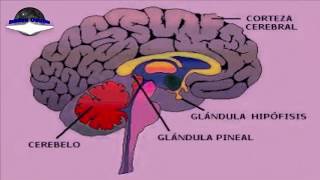 La Glándula Pineal y sus Funciones [upl. by Nakasuji]