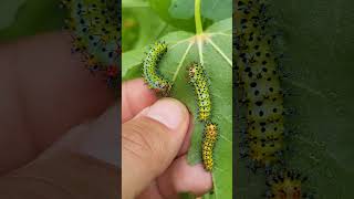 Confetti caterpilars  Hyalophora cecropia [upl. by Tema]