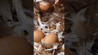 Chicken laying eggs 😵‍💫  shorts viral [upl. by Dag]