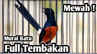 MASTERAN MURAI BATU FULL ISIAN TEMBAKAN CILILIN KENARI KAPAS TEMBAK CUNGKOK SIKATAN LONDO CIGUN [upl. by Able884]