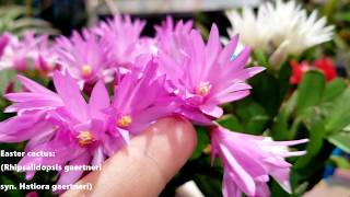 Easter Cactus Care amp Bloom Encouragement  rhipsalidopsis  Hatiora gaertneri [upl. by Holmun]