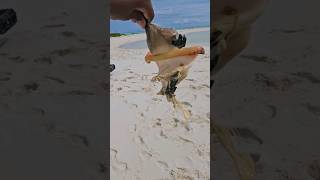 Removing conch from the shell with another conch shell snail conch bahamas conchsalad shorts [upl. by Eilak]