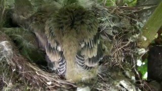 Vogelnest im Kastanienbaum bei Biewerland [upl. by Pylle275]