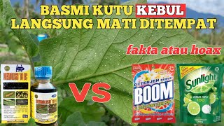 obat kutu kebul paling ampuh dan uji kebenaran deterjen rinsoboom dan sunlight untuk kutu kebul [upl. by Demetria]