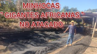 A PROCURA DE quot PARCERIASquot PARA VENDAS DE MINHOCAS GIGANTES AFRICANAS [upl. by Rimas554]