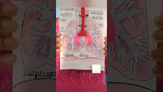 Human Respiratory System  Working model of lungs class6 project [upl. by Marciano]