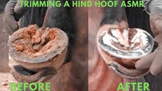 Trimming Horse Hooves Tutorial [upl. by Hakkeber]