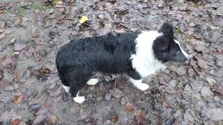 VDH Shelties vom Ponyhügel Regenzeit auf dem Ponyhügel [upl. by Enitsenre204]