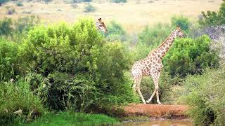 Selous Nyerere National Park Tanzania [upl. by Thagard712]