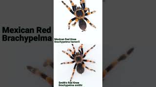 Brachypelma smithi vs hamorii  can YOU tell the differences between Red Knee Tarantulas [upl. by Asalocin29]