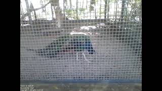 Beautiful peafowl in the park the colors of the wings look like a rainbow Nature amp Animals [upl. by Oretna]