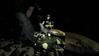 The Largest Catfish on earth The Silurus Glanis fish fishing catfish bigcatfish fyp [upl. by Nnylirak250]