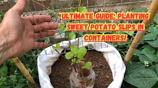 Ultimate Guide Planting Sweet Potato Slips in Containers 🍠🌱sweetpotato sweetpotatoes gardening [upl. by Hendry669]