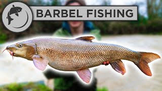 How To Catch BARBEL  A Simple Guide To Barbel Fishing [upl. by Sebbie156]