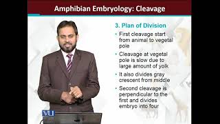 Amphibian embryology Cleavage  Principles of Animal LifeI  ZOO514TTopic169 [upl. by Lat893]