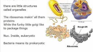 Biology Rap  Learning Bio  Biology Cell Song [upl. by Adeuga34]