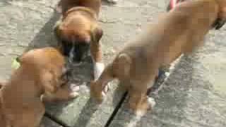 Real Boxer Puppy Barks [upl. by Robbert]