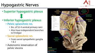 Abdominal Autonomics  M1 Duodenum Pancreas and Abdominal Aorta [upl. by Enrika]