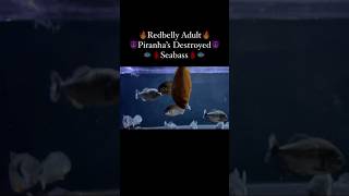 Redbelly piranhas feeding [upl. by Stead612]