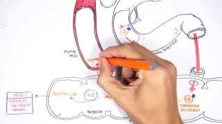 Bilirubin Metabolism [upl. by Aika]