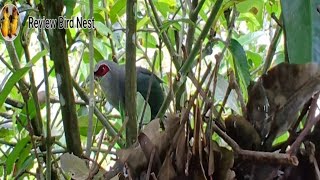 Greenbilled malkoha birds Raise her baby in the nest  Review Bird Nest [upl. by Sainana]