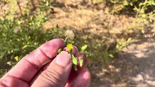 Stinkwort Dittrichia graveolens invasive plant common in San Diego county [upl. by Unni111]