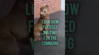 Controlled aggression pitbull dog k9protection dogtraining k9security trainingdog k9handler [upl. by Dikmen552]