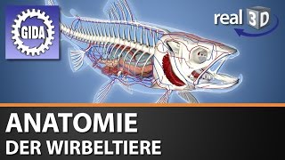 Trailer  Anatomie der Wirbeltiere  Biologie  3D Software [upl. by Aihsei570]