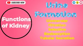 Functions of Kidney Urine Formation Glomerular filtration reabsorption and Tubular secretion [upl. by Anerbas]