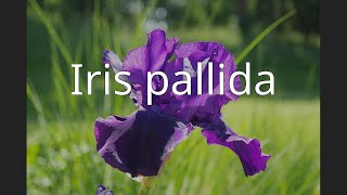 Iris pallida [upl. by Ardnot198]