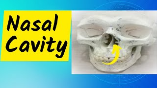 Nasal Cavity Part 1 Conchae meatuses sphenoethmoidal recess and nasolacrimal duct opening [upl. by Belsky38]