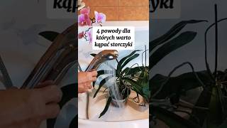 A storczyki oszaleją z radości 4 powody aby je kąpać storczyk storczyki orchidea orchids [upl. by Airasor617]