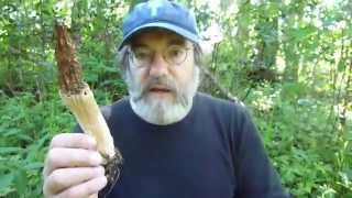 Paul Stamets in FPs cultivated morel patch June 2 2011 [upl. by Mello]