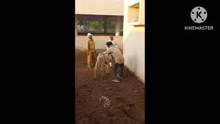 tharparkar prajanan Kendra Suratgarh se aap live dekh rahe Ho gayon ki boli 18102024 [upl. by Valentijn396]