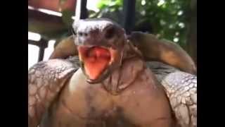 Extreme Animals Making Hilarious Funny Noises [upl. by Kired]